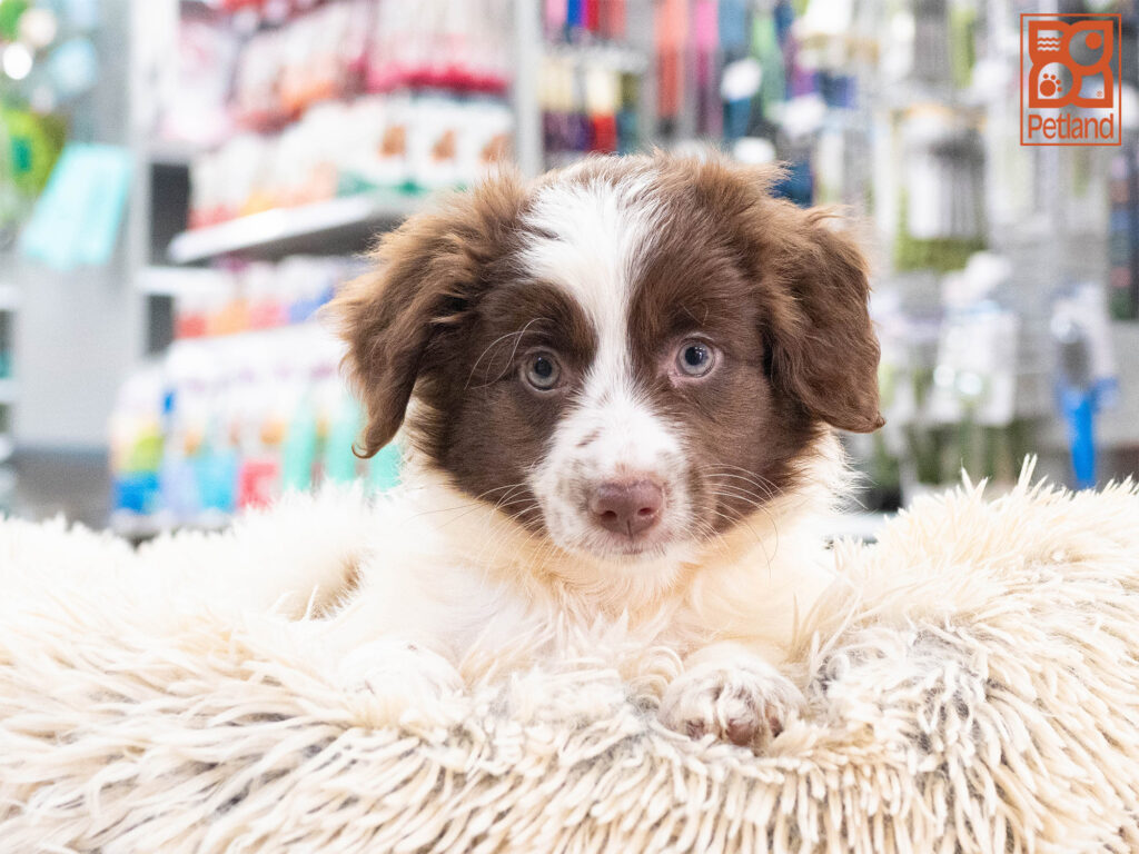 Mini Australian Shepherd Image #1