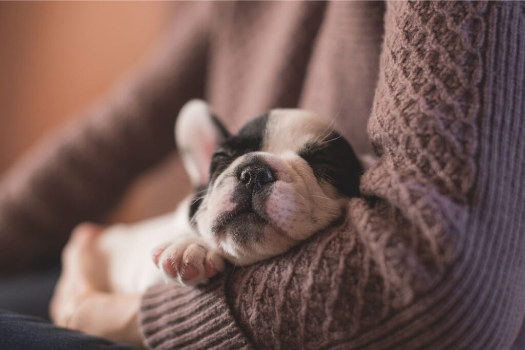 dog breeders
