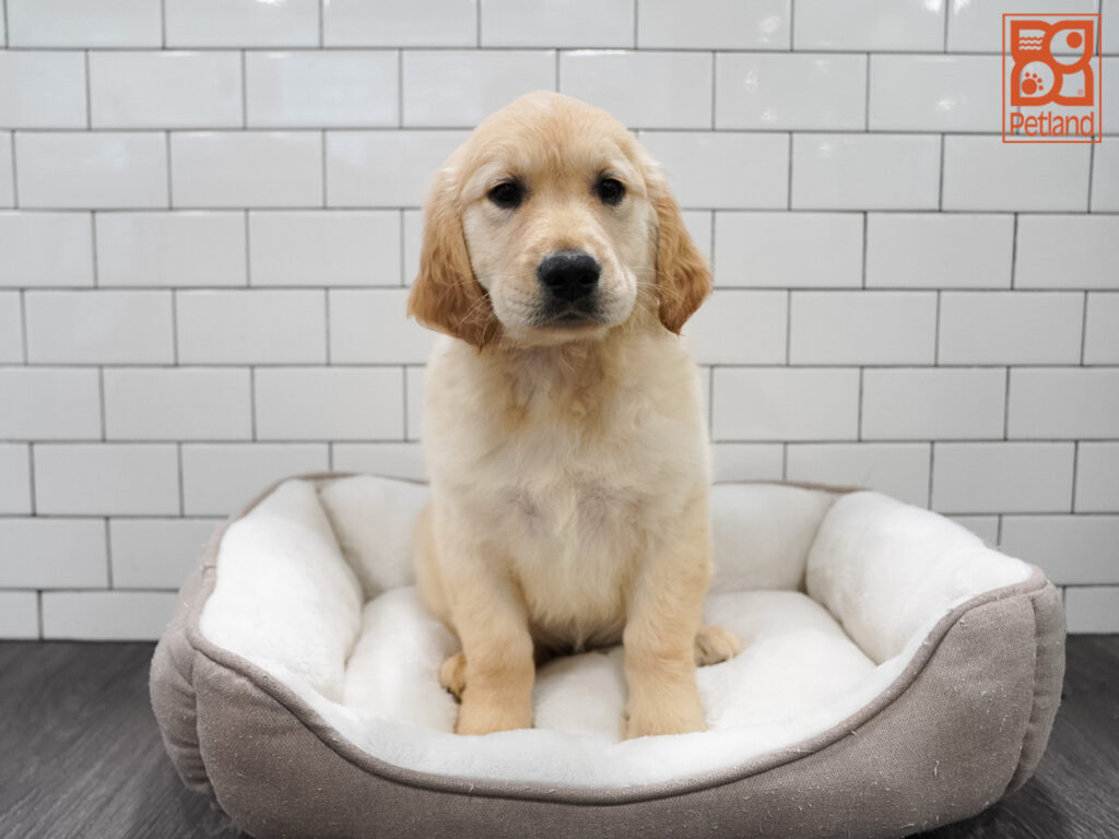 Golden Retriever Image #1