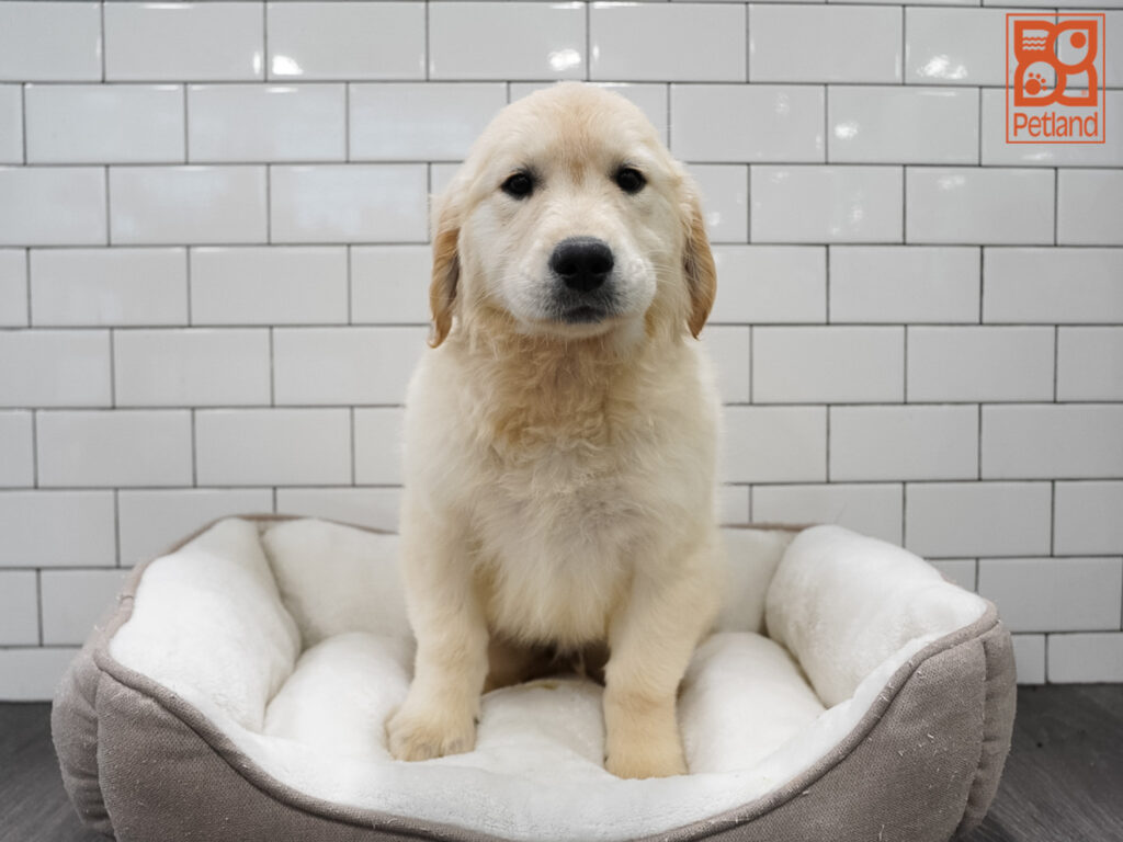 Golden Retriever Image #1