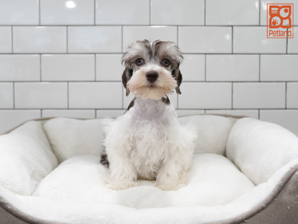 Miniature Schnauzer Image #1