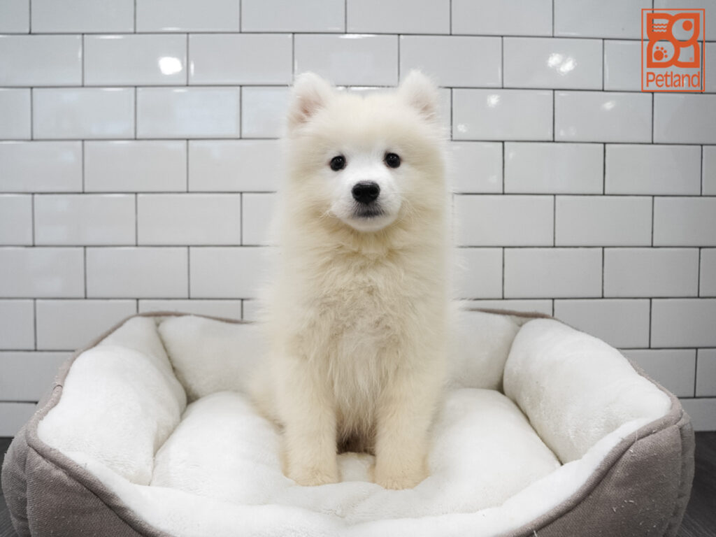 Samoyed Image #1