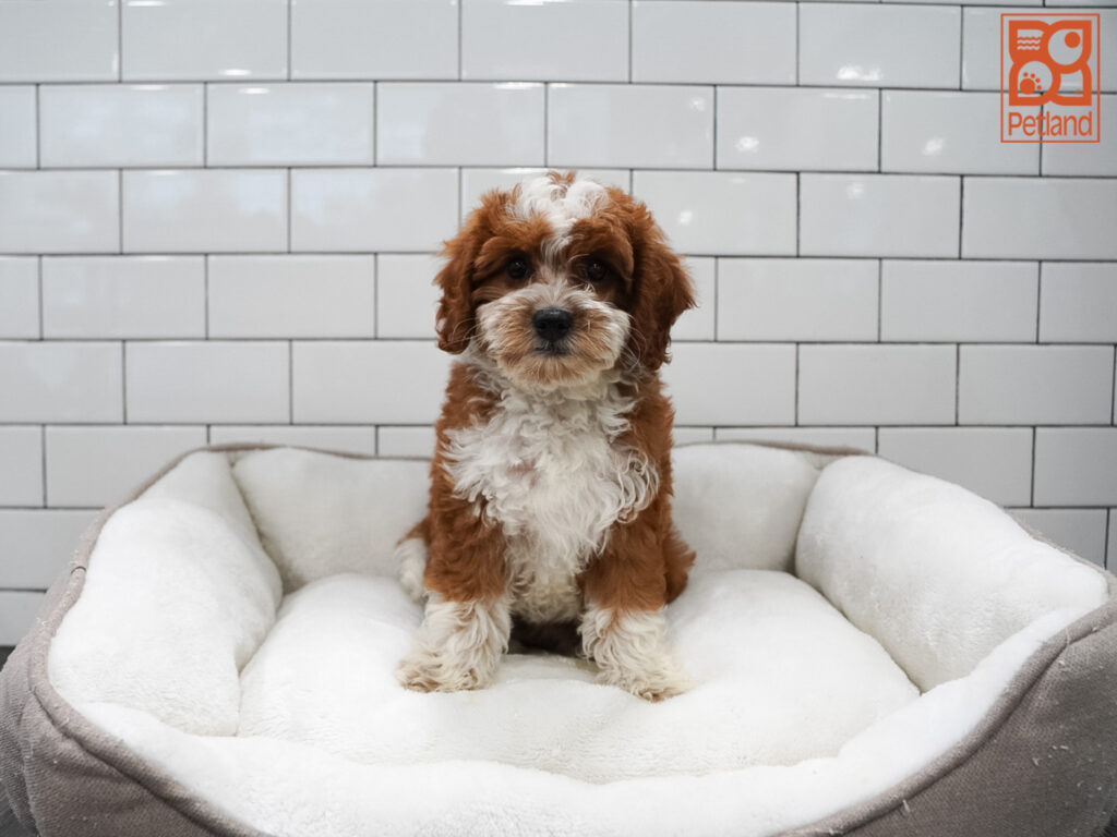 Mini Bernadoodle 2nd Gen Image #1