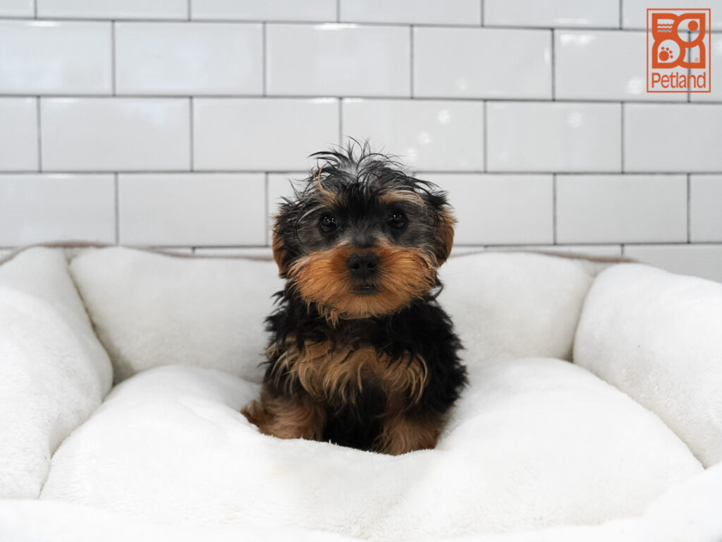 Yorkshire Terrier Image #1