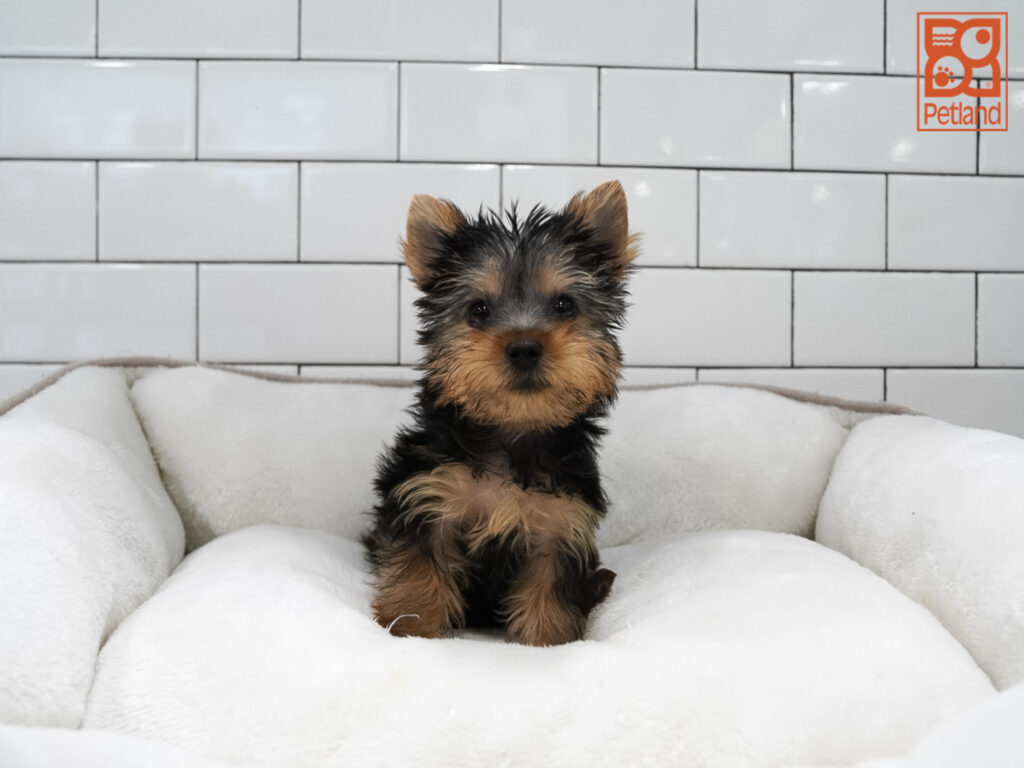 Yorkshire Terrier Image #1