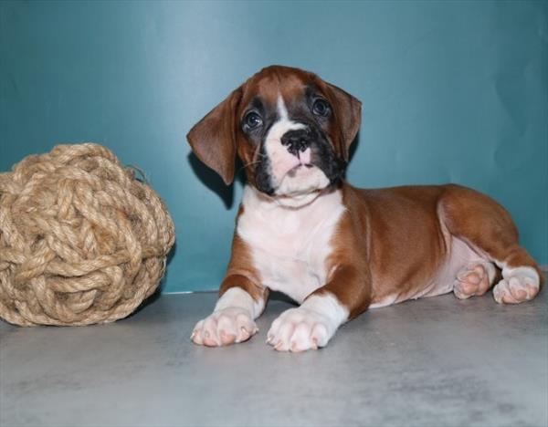 Boxer Image #1