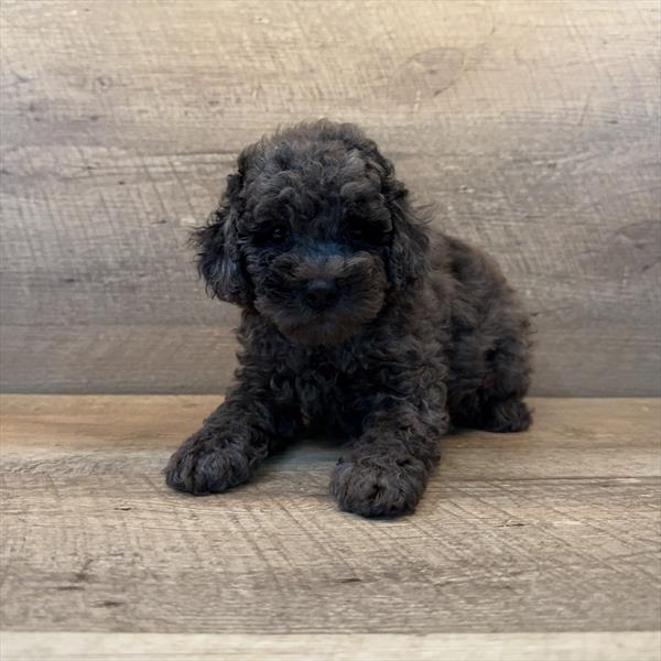 Poodle Image #1
