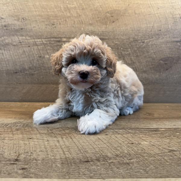 Mini Schnoodle Image #1