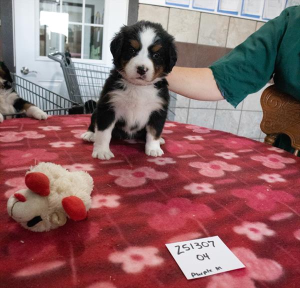 Bernese Mountain Dog Image #1