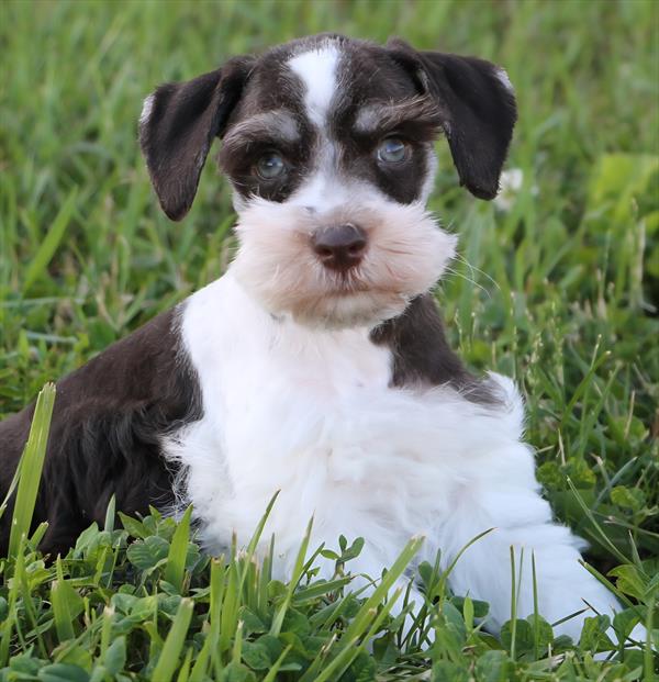 Mini Schnauzer Image #1