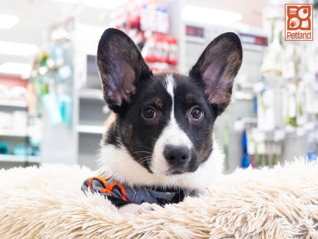 Cardigan Welsh Corgi Image #1