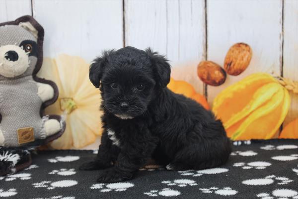 Yorkipoo Image #1