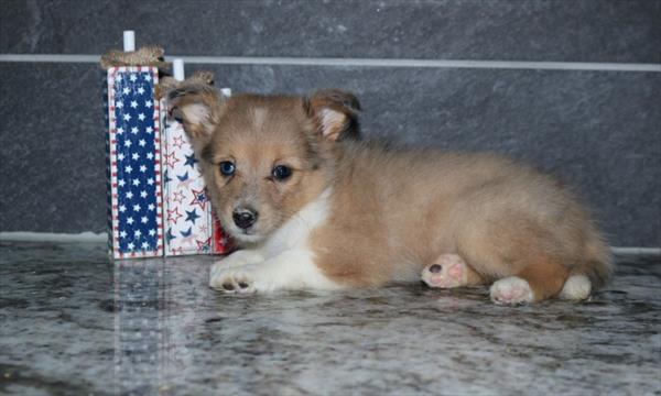 Shetland Sheepdog - 9400 Image #1