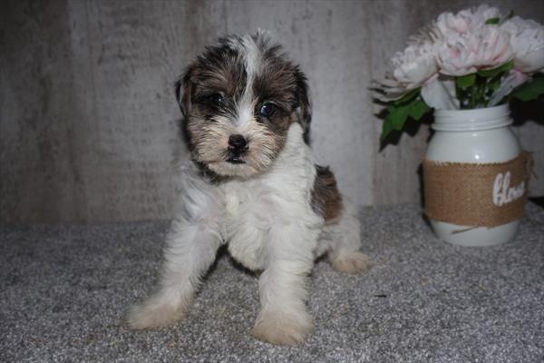 Mini Schnauzer - 9403 Image #1