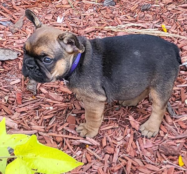 French Bulldog - 9409 Image #1