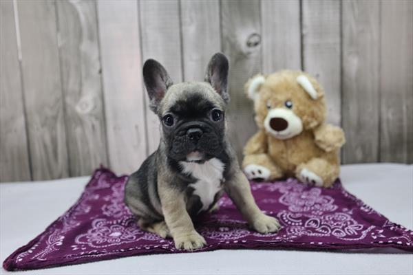 French Bulldog - 9399 Image #1