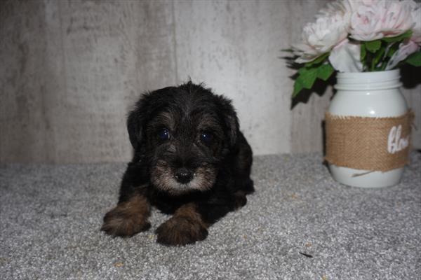 Mini Schnauzer - 9402 Image #1