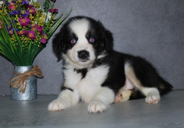 Mini Australian Shepherd - 9411 Image #1
