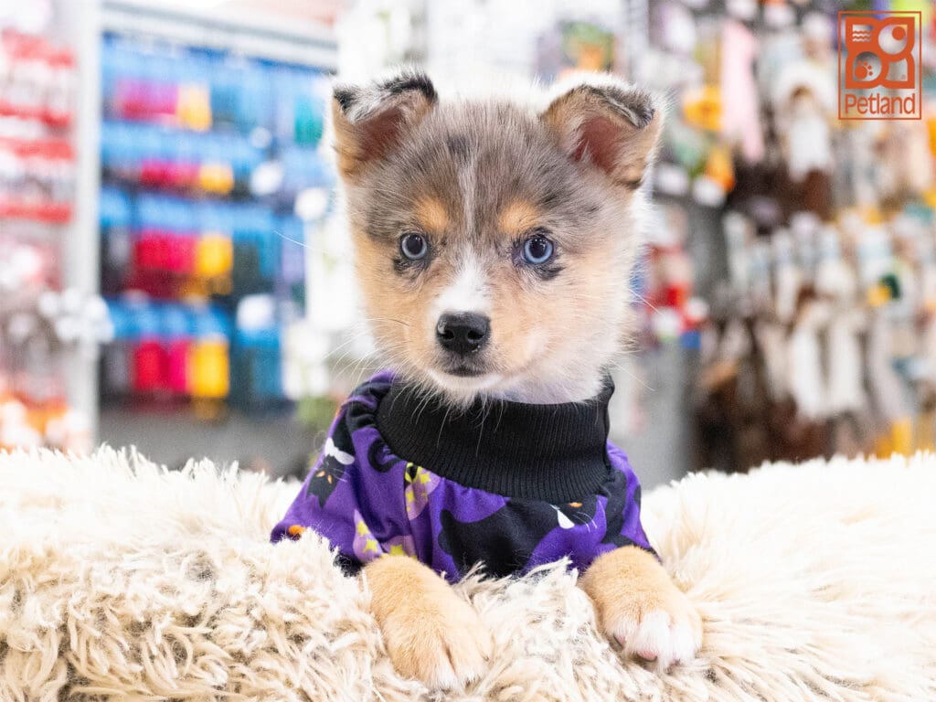 Australian Klee Kai Image #1