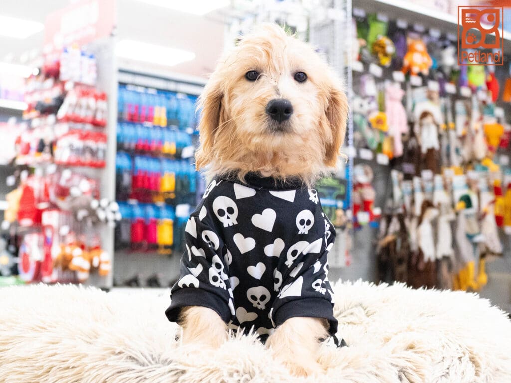 Goldendoodle Image #1