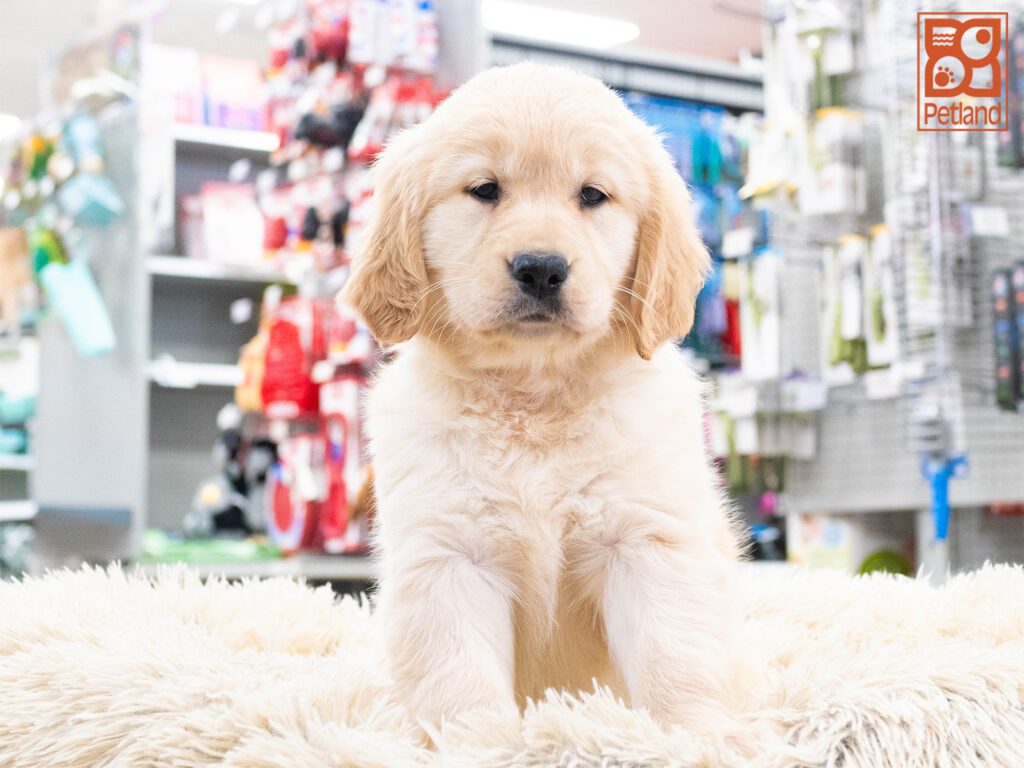 Golden Retriever Image #1