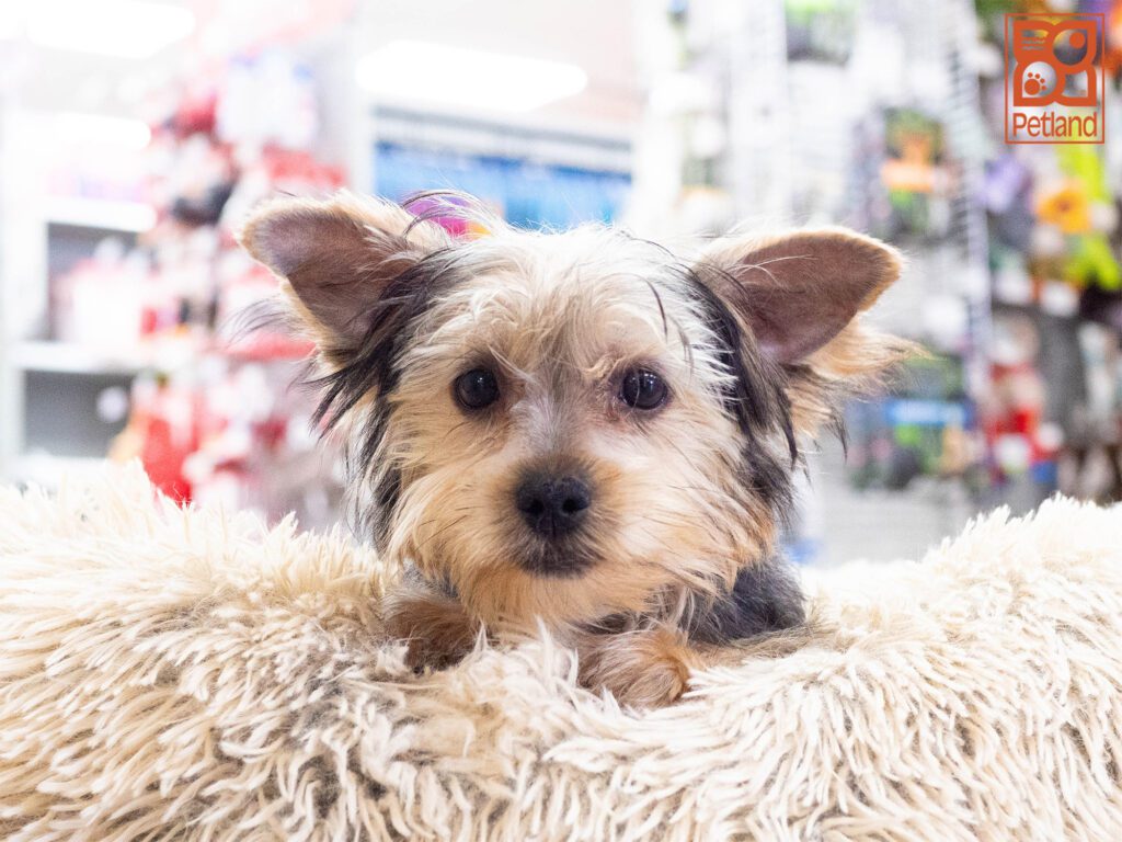 Yorkshire Terrier Image #1