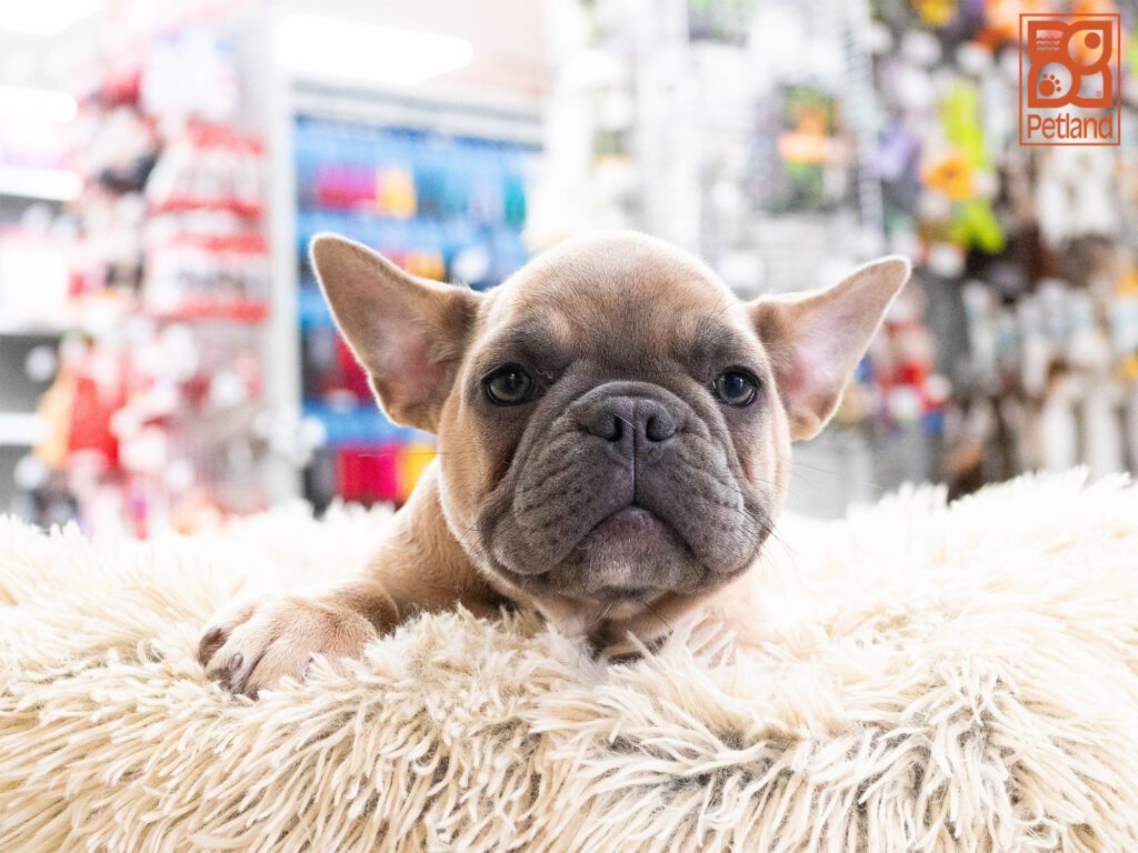 French Bulldog Image #1