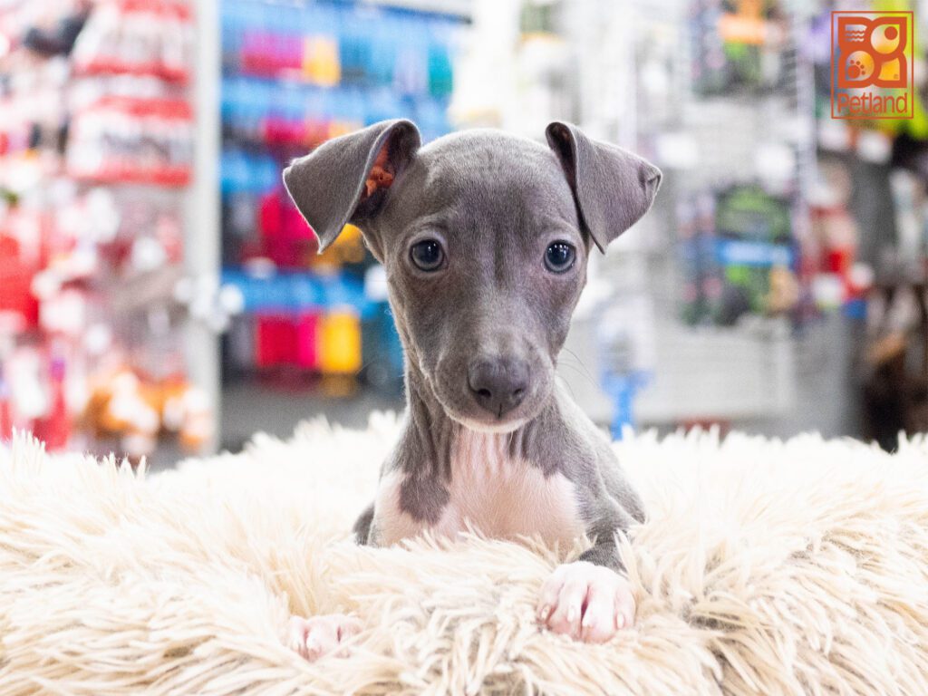 Italian Greyhound Image #1