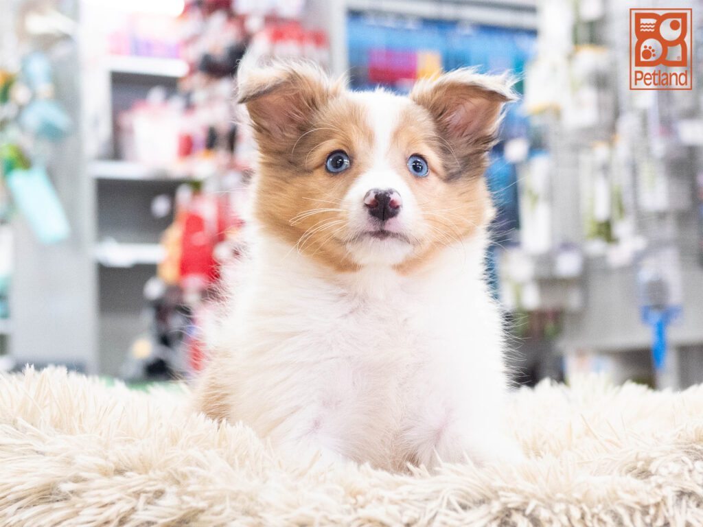 Shetland Sheepdog Image #1