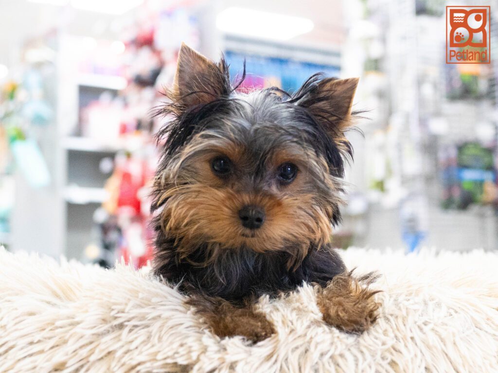 Yorkshire Terrier Image #1