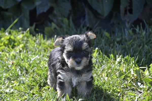 Morkie - 9593 Image #1