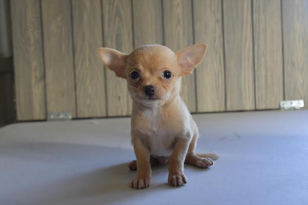 Chihuahua - 9584 Image #1