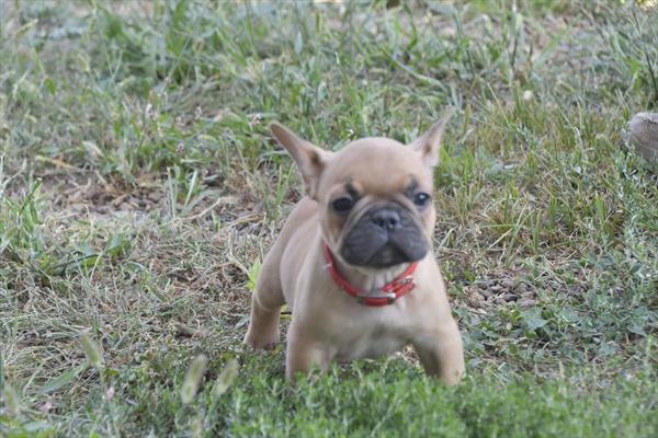 French Bulldog - 9589 Image #1