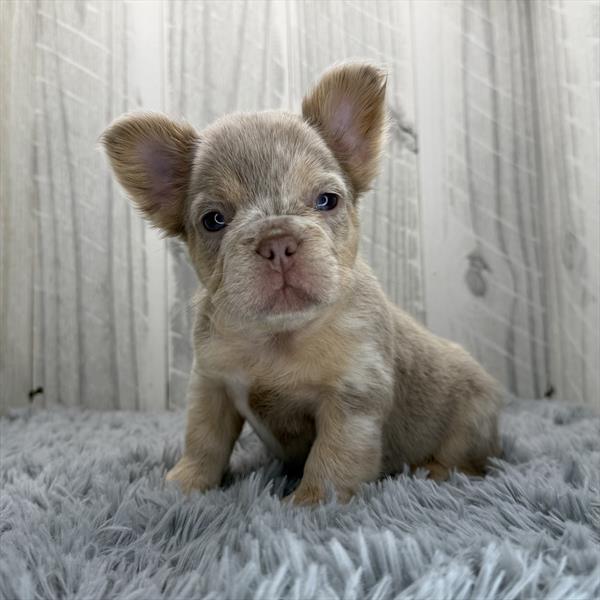 French Bulldog Image #1