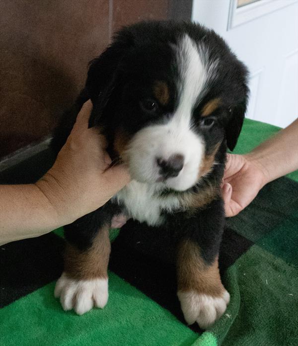 Bernese Mountain Dog - 9585 Image #1