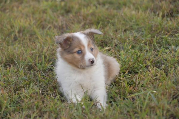 Shetland Sheepdog - 9594 Image #1
