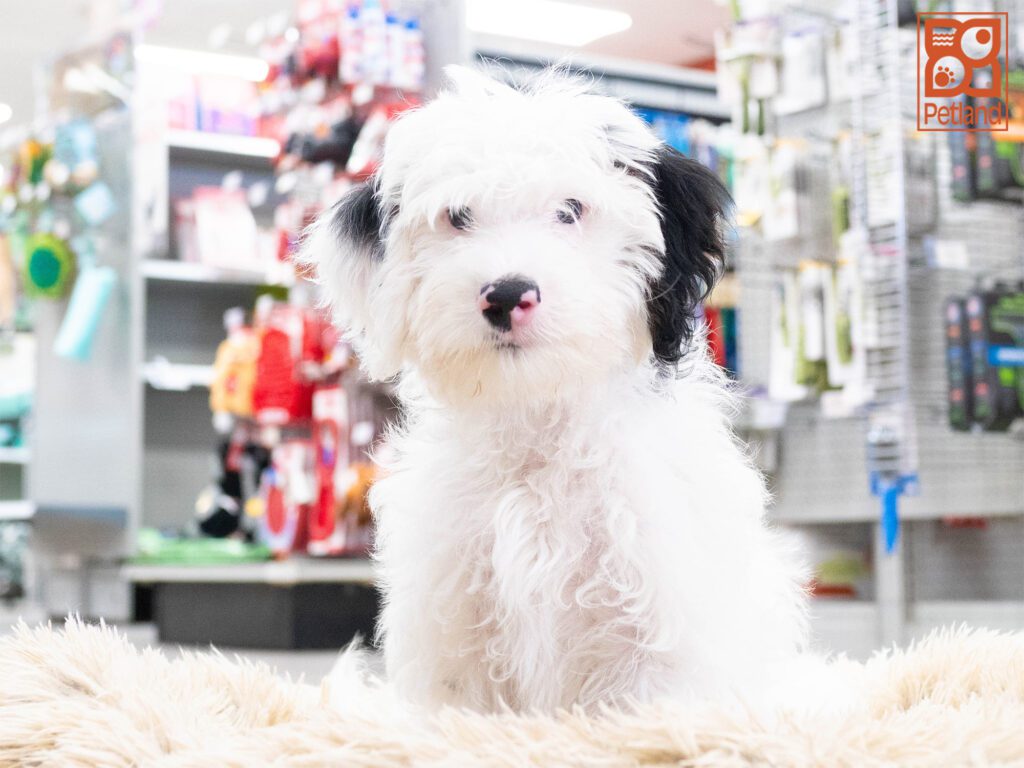 Mini Bernadoodle Image #1