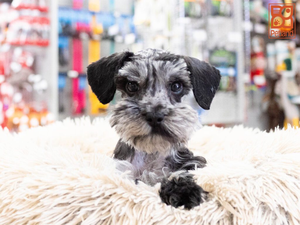 Mini Schnauzer Image #1