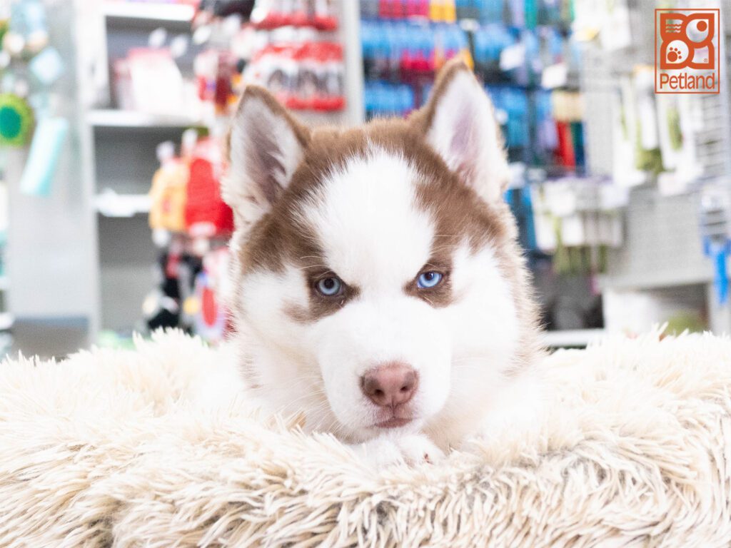 Siberian Husky Image #1