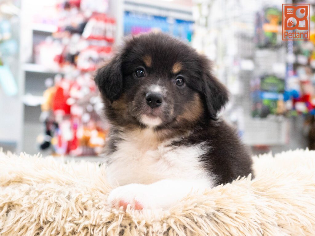 Australian Shepherd Image #1