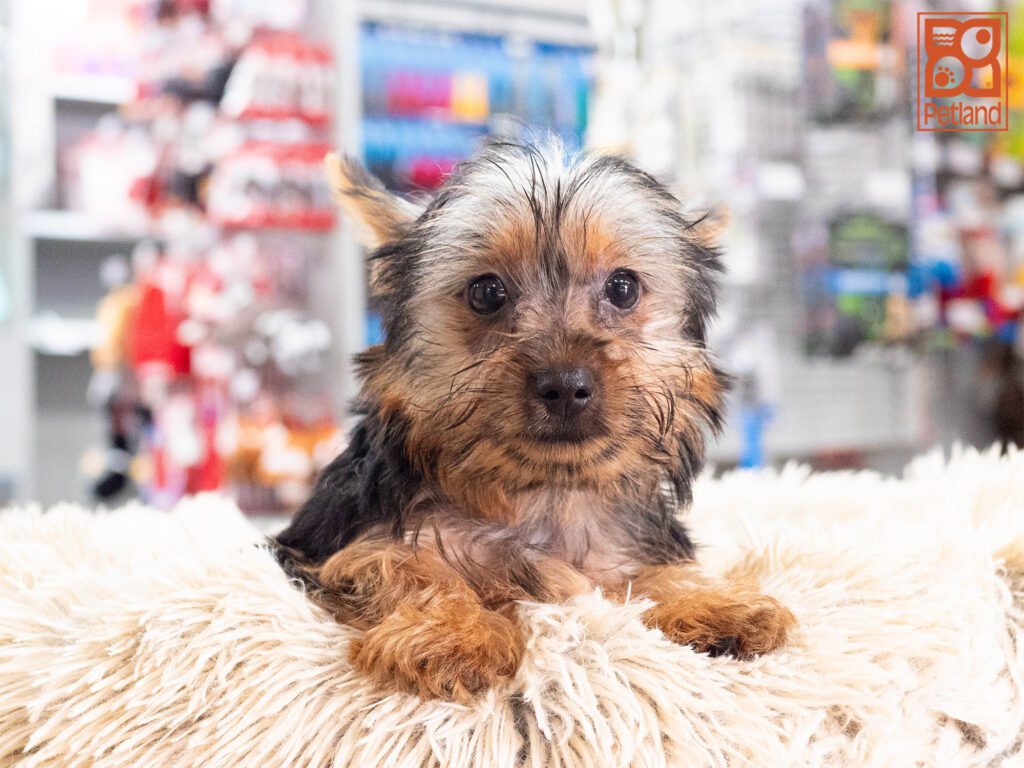 Yorkshire Terrier Image #1