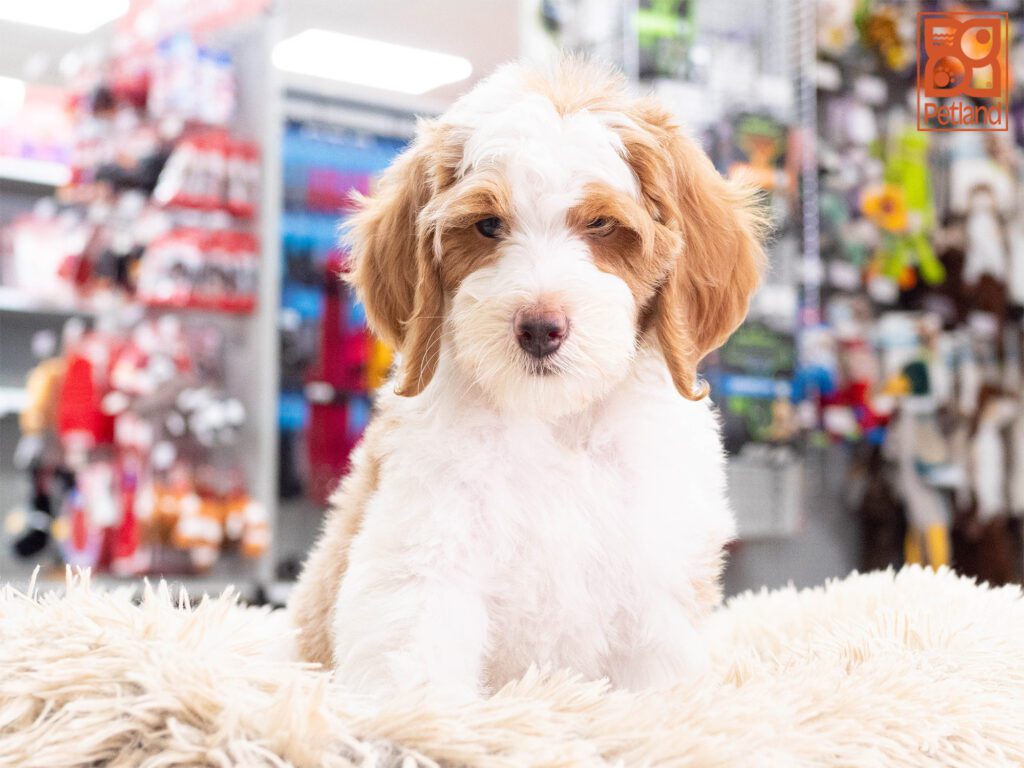 Mini Goldendoodle 2nd Gen Image #1