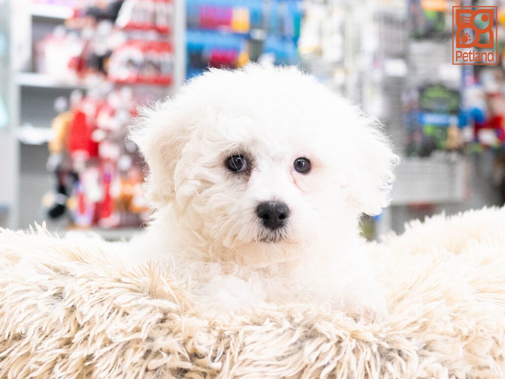 Bichon Frise Image #1