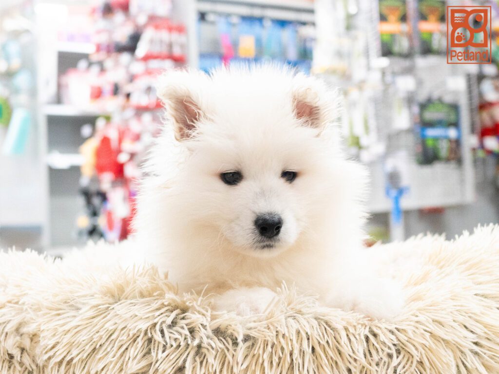 Samoyed Image #1