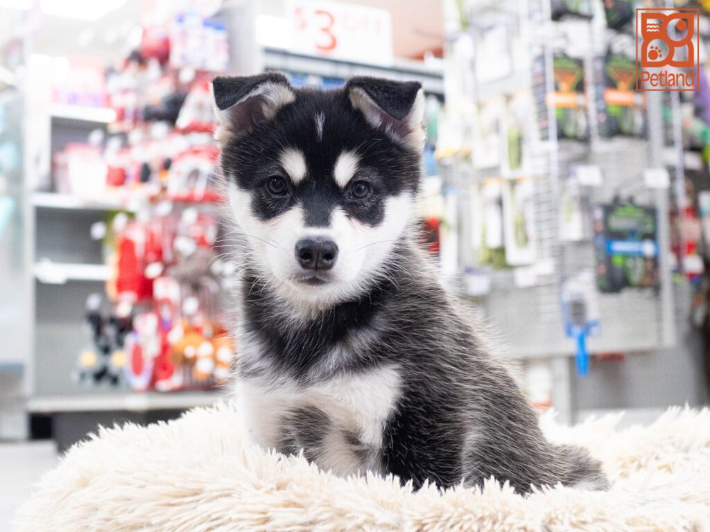 Alaskan Klee Kai Image #1