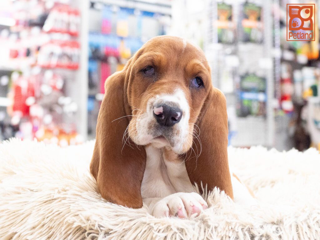 Basset Hound Image #1