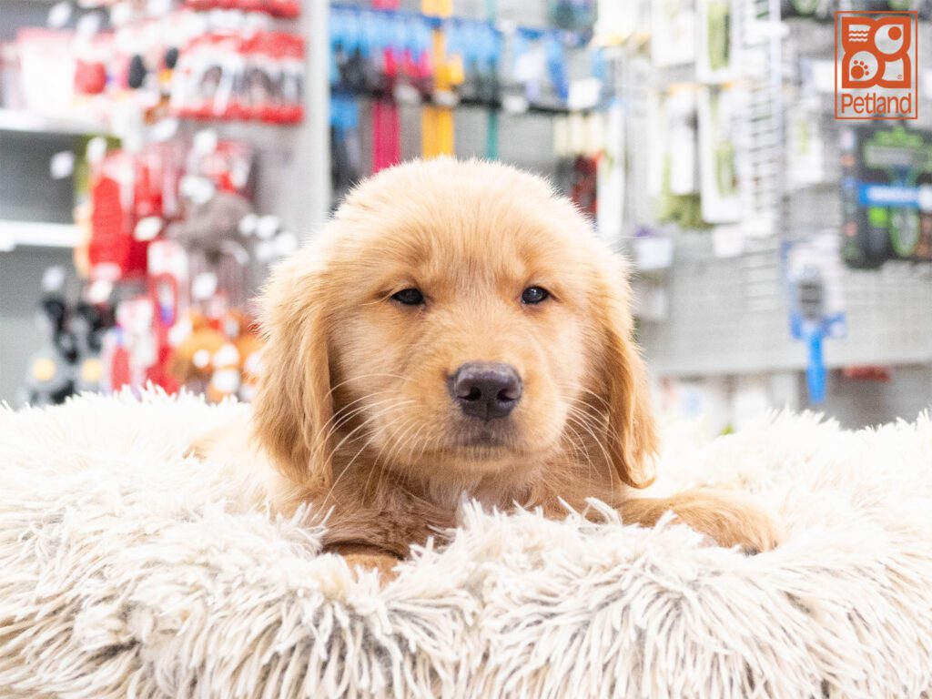 Golden Retriever Image #1