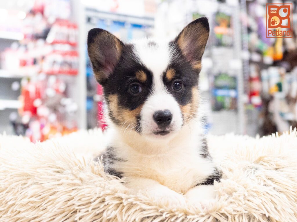 Pembroke Welsh Corgi Image #1