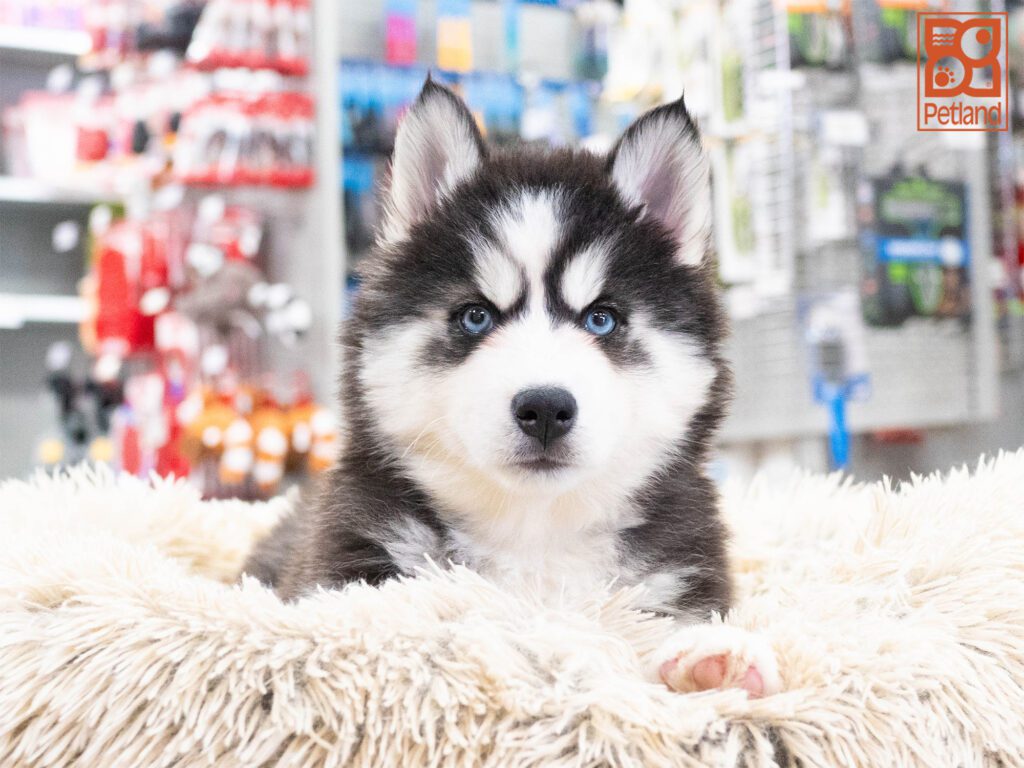 Siberian Husky Image #1