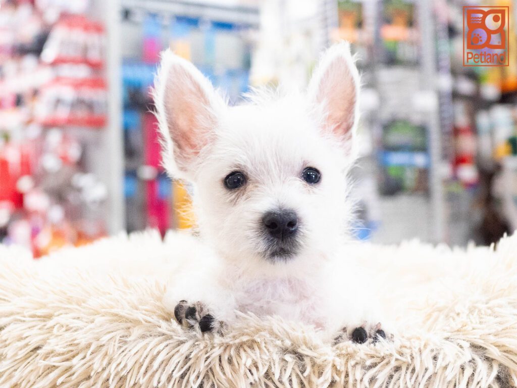 West Highland White Terrier Image #1